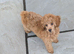 Toy poodle girl 15 weeks old - Red
