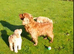 Beautiful Miniture F1 Cockapoo Puppies