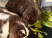 Gorgeous free mini lop brothers