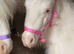 Beautiful Cremello Mini Shetland Gelding For Sale