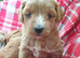 Maltipoo Puppies