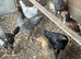 4 months old chickens
