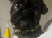 French cross pug