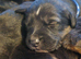 Beautiful sprocker puppies