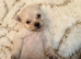 Micro teacup chihuahua n Pomeranian mix