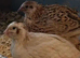 Quail eggs for sale