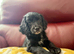 Ready To Go - F2 Cockapoo's Puppies