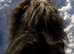 Pomeranian girl
