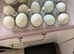 Chicken eggs  &pound;2.50 per dozen