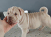 Frenchie-Pei pups