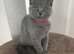 Kittens looking for their forever homes!