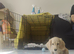 Beautiful True English Cream Long-Haired Miniature Dachshund Puppy – KC Registered