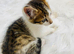Adorable kittens