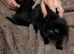 Male kittens