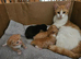 Kittens for sale