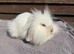 Baby lion head lops