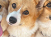 PUREBRED PEMBROKE WELSH CORGI GIRL – LOOKING FOR HER FOREVER HEART HOME