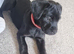 Patterdale mixed breed
