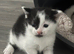 2 male kittens