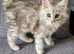 Tica registered maine coon kittens