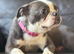 Stunning Kc reg blue boston terrier girl