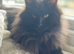 Half Maine coon kittens