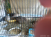 Available Coturnix quails standard size 1 x male and 4 females £30