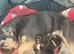 3 French Bulldog puppies left