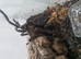 Therophosa stirmi
