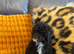 Toy poodle male Boy phantom Black and Tan