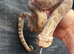 Hognose het albino