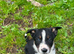 8 week old border collie pups