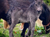 Shetland pony part disperaal