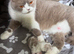 Fawn and white British longhair