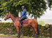 8 year old mare 16,2