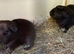 Baby Guinea pigs boars and 1 sow