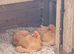 A beautiful group of young laying hens.