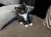 Female kitten