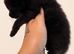 4 chunky Bsh kittens