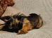 Miniture yorkie boy