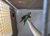 Pair Illiger Macaw