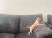 Stunning Italian greyhound girl