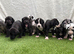 great dane puppies