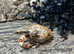 Jungle Common Boas at Birmingham Reptiles