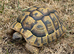 Male Hermanns tortoise for sale