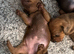 Miniature dachshund puppies