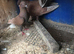 Four fancy pigeons