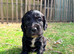 Working Cocker Spaniel Puppies