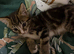 Kitten ready to go now!!!
