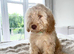 F1 Miniature Cockapoo Puppies - 1 Boy Available Ready To Leave